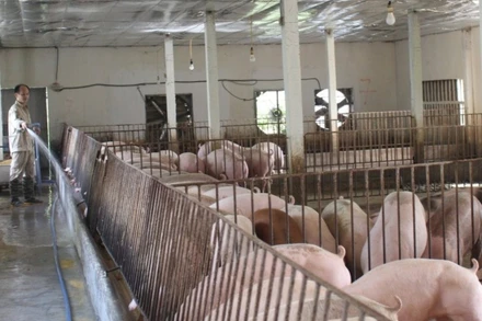 Vốn tín dụng chính sách xã hội tạo điều kiện cho nhiều hộ dân nông thôn tỉnh Nam Định phát triển kinh tế hiệu quả.