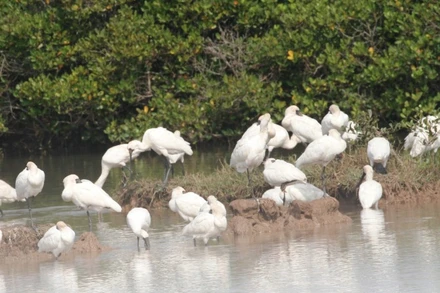 Chim di cư tại Vườn Quốc gia Xuân Thủy. (Ảnh: VĂN HUỲNH)