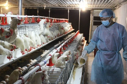 Mô hình nuôi gà Ai Cập lấy trứng ở huyện Trực Ninh (Nam Định).