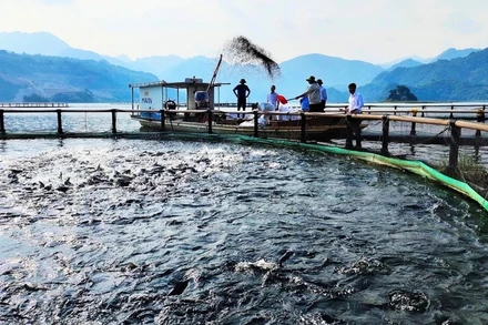 Nghề nuôi cá lồng trên sông Đà đang ngày càng mang lại giá trị kinh tế cao cho người nông dân.