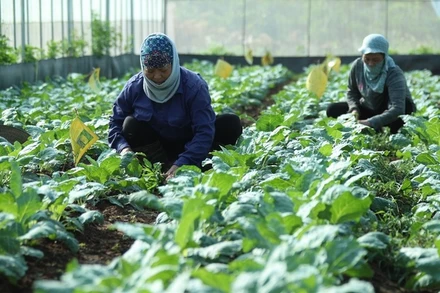 Rau xanh-sản phẩm OCOP truyền thống của địa phương.