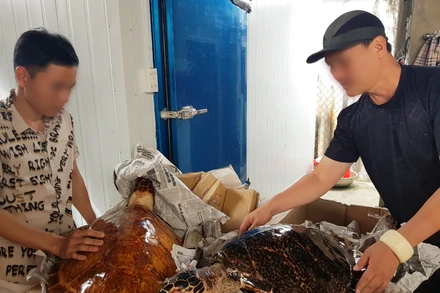 Tang vật thu giữ trong một vụ án buôn bán trái phép động vật hoang dã.