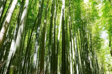 Tre nguồn nguyên liệu lâm sản ngoài gỗ quan trọng phục vụ công nghiệp chế biến lâm sản.