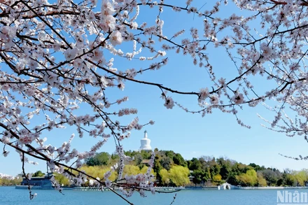 Hoa sơn đào khoe sắc ở Công viên Bắc Hải.