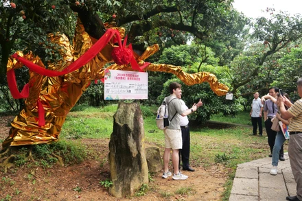 Du khách thích thú chụp ảnh bên cây vải thiều 500 năm tuổi vừa được đấu giá thành công gần 1,4 triệu nhân dân tệ (khoảng 5 tỷ đồng).