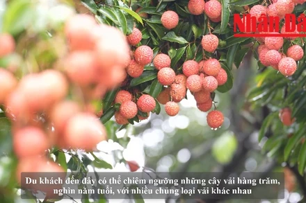 [Video] Khám phá vườn vải cổ thụ tiến vua nghìn năm tuổi ở Trung Quốc