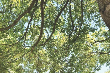 Ngày hạ chí rộn ràng.