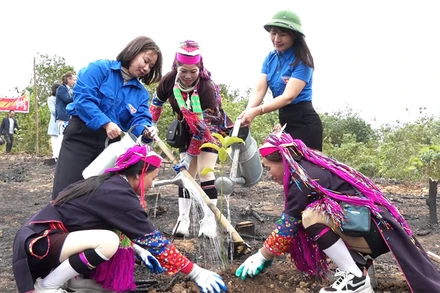 1.300ha rừng là diện tích mà tỉnh Quảng Ninh đã trồng mới trong 2 tháng đầu năm 2025. 