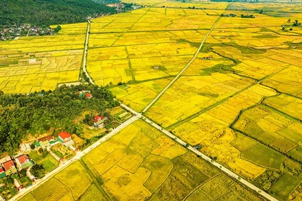 Những cánh đồng vàng mùa lúa chín.