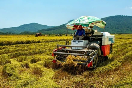 Thu hoạch lúa hè thu ở Nghi Xuân (Hà Tĩnh). Ảnh Đậu Hà.