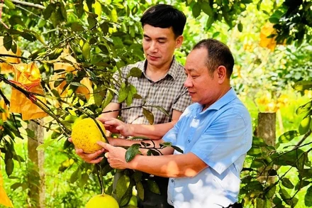 Sản lượng bưởi Phúc Trạch năm nay ước đạt hơn 21.000 tấn, tương đương giá trị 500 tỷ đồng.