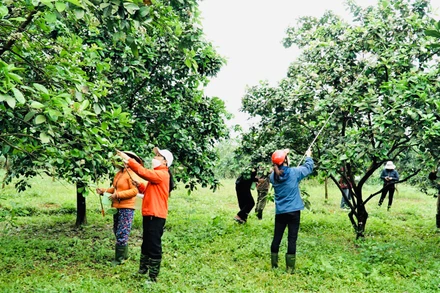 Bà con nông dân tranh thủ thời tiết thuận lợi "se duyên"cho bưởi Phúc Trạch.