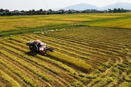 Bà con nông dân Hà Tĩnh tập trung máy móc đẩy nhanh tiến độ thu hoạch lúa xuân.
