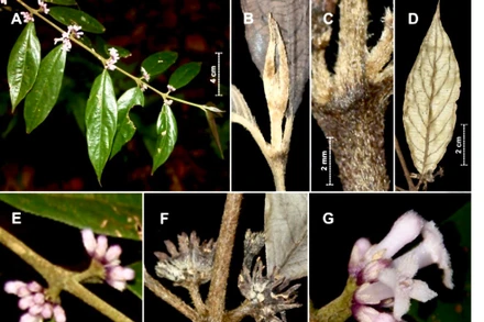 Xú hương Hà Tĩnh (Lasianthus hatinhensis). Nguồn ảnh: Phytotaxa.