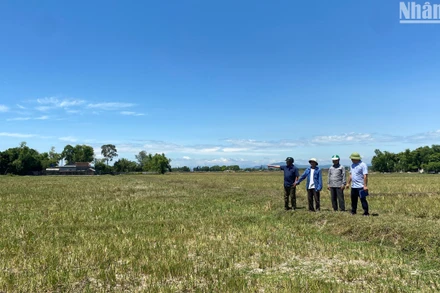 Đa phần đất lúa ở Đỉnh Bàn (Thạch Hà) chỉ làm được một vụ do đất cát bạc màu và thiếu nước sản xuất.