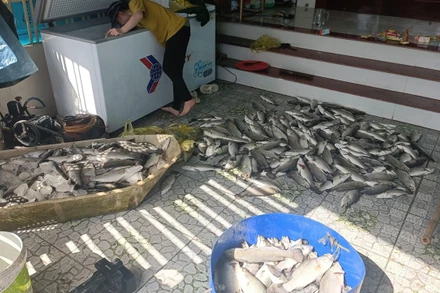 Tính đến trưa 6/10, còn khoảng 30% là số cá có trọng lượng nhỏ từ 0,5 đến 0,7kg bị sốc nước vẫn chưa tiêu thụ được.