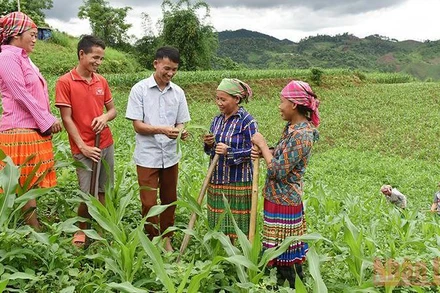 Hướng dẫn người dân bản Tà Han, xã Xuân Lạc, huyện Chợ Đồn, Bắc Kạn, trồng ngô năng suất cao. (Ảnh: Trần Hải)