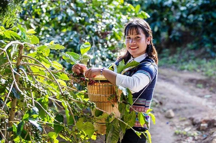 Dự án sẽ triển khai các giải pháp thích ứng biến đổi khí hậu dựa vào tự nhiên trong nông nghiệp tại Tây Nguyên (Ảnh: SNV).