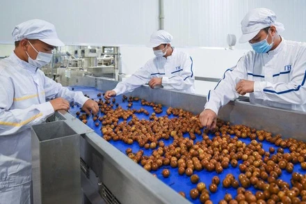 Lao động tại nhà máy của Tập đoàn TH tại Vân Hồ (Sơn La). (Ảnh: TH)