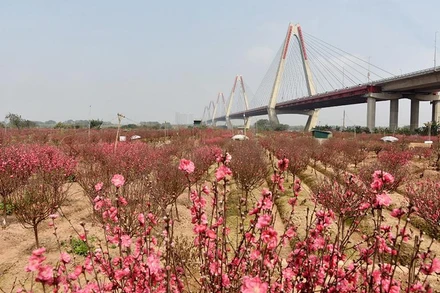 Hoa đào Nhật Tân. (Ảnh minh họa: Trần Hải).