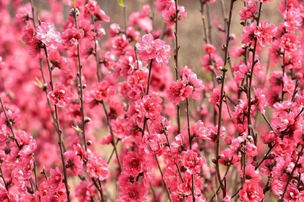 Hoa đào Nhật Tân. (Ảnh minh họa: Trần Hải).