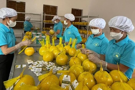 Công nhân Công ty Cổ phần Nông nghiệp RYB (Hòa Bình) đóng gói bưởi Diễn trước khi chuyển lên xe xuất khẩu sang Anh. (Ảnh: Trần Hảo)