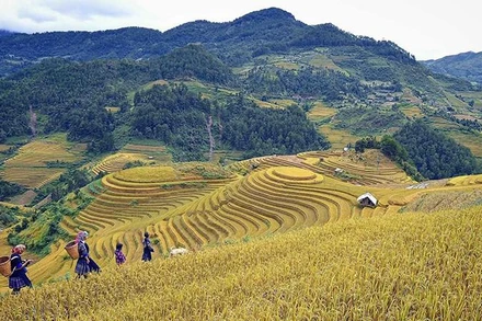 Ruộng bậc thang ở huyện Mù Cang Chải, Yên Bái (Ảnh minh họa: nhandan.vn).