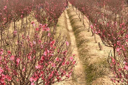 Hoa đào Nhật Tân, Hà Nội. (Ảnh: Trần Hải)