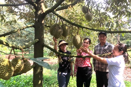 Một vườn trái cây ở thành phố Long Khánh.