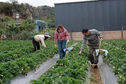 Các diện tích trồng dâu tây ở phường Mường Sang, thị xã Mộc Châu, tỉnh Sơn La sử dụng phân bón hữu cơ làm từ phụ phẩm nông nghiệp. (Ảnh QUỐC TUẤN).