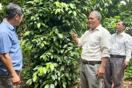 Người có uy tín Sầm Văn Cắm ở xã Ia Hla (huyện Chư Pưh, tỉnh Gia Lai) vận động bà con chuyển đổi cơ cấu cây trồng, phát triển kinh tế, đoàn kết giúp nhau thoát nghèo bền vững. (Ảnh Gia Hân) 