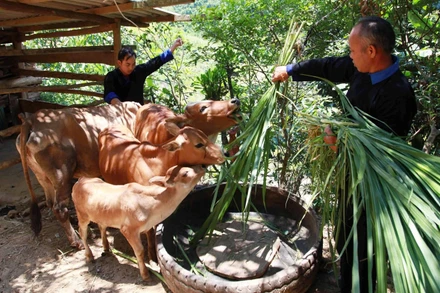 Đến hết tháng 9 năm 2024, tỷ lệ hộ nghèo giảm 1%, còn 1,93%. (Ảnh minh họa)