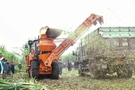 Thu hoạch mía bằng cơ giới ở Nhà máy đường Sông Con.