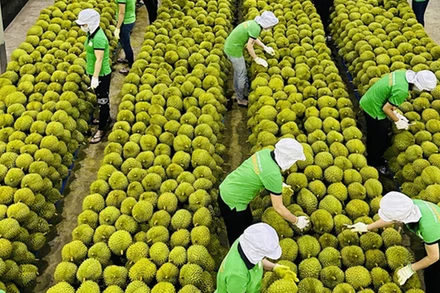 [Video] Kim ngạch xuất khẩu rau quả giảm tháng thứ 3 liên tiếp