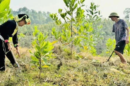 [Video] Tạo dựng hướng đi bền vững cho nông nghiệp sinh thái với mô hình nông lâm kết hợp