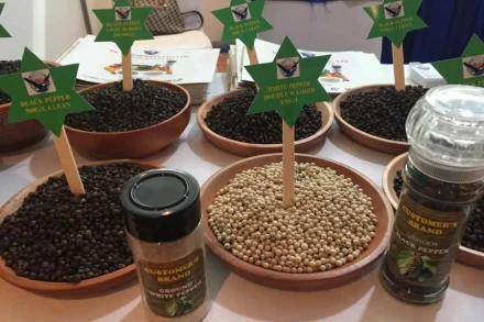 [Video] Giá hồ tiêu Việt Nam đạt mức cao nhất trong 8 năm qua