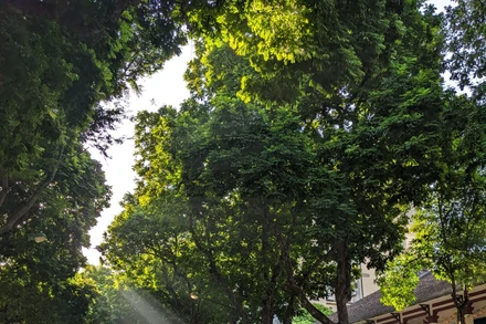 Một sáng mùa thu nắng mật dưới tán xanh hàng sấu Trần Hưng Đạo (Hà Nội). Ảnh: Võ Hoàng