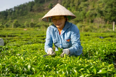 Người dân huyện Tam Đường thu hoạch chè. Ảnh: PanNature