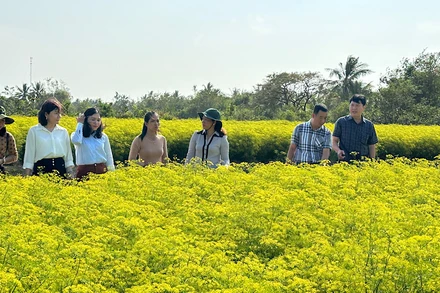 Nhiều hộ Khmer ở xã Vĩnh Trạch Đông (thành phố Bạc Liêu) trồng các loại rau thơm đem lại hiệu quả kinh tế cao. Ảnh: TRỌNG DUY