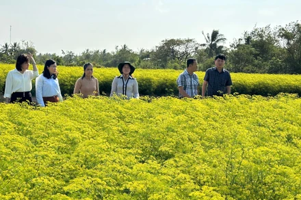 Nhiều hộ Khmer ở xã Vĩnh Trạch Đông, thành phố Bạc Liêu trồng các loại rau thơm đem lại hiệu quả kinh tế cao. (Ảnh: TRỌNG DUY)