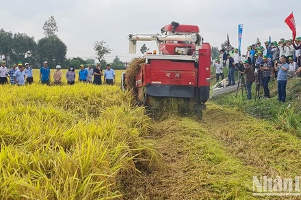 Trình diễn máy gặt tuốt liên hợp kết hợp băm rơm rạ.