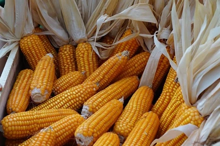 Ảnh minh họa. Nguồn: Reuters.