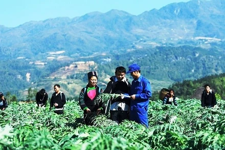 Trồng cây dược liệu trên đất dốc ở tỉnh Lào Cai.