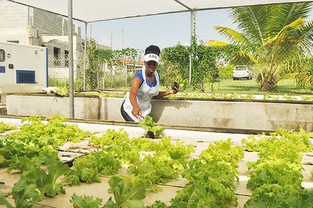 Một cơ sở trồng thủy canh ở ngoại ô Thủ đô La Havana. Ảnh: FAO