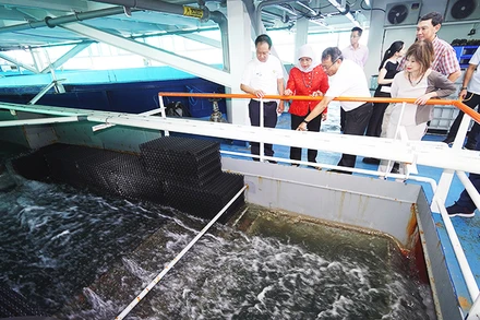Trang trại nuôi cá công nghệ cao tại Eco-Ark của Singapore. Ảnh: SFA