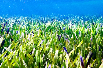 Thảm cỏ biển đã được khôi phục tại Tây Australia. Ảnh: AP