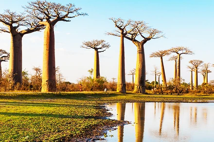 Châu Phi đối mặt với nạn phá rừng nghiêm trọng. Ảnh: EARTH