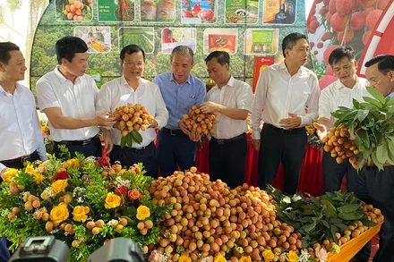 Đại biểu dự hội nghị tham quan gian trưng bày vải thiều chín sớm.