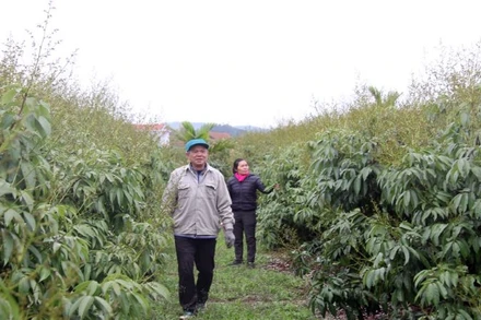 Người dân xã Phúc Hòa thăm vườn vải sớm.