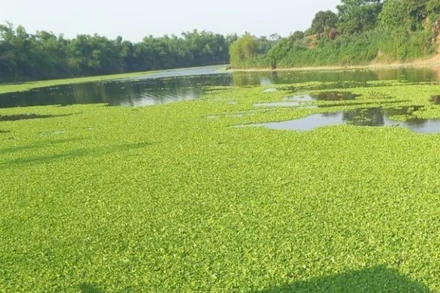 Sông Lục Nam bị bèo và nước đen bốc mùi hôi thối đoạn xã Phượng Sơn, Lục Ngạn, Bắc Giang.